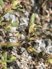 Sesuvium maritimum