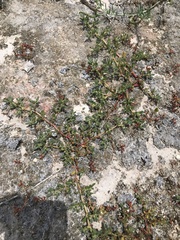 Sesuvium maritimum