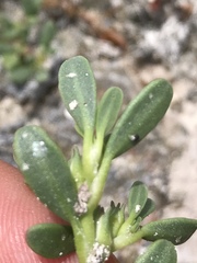 Sesuvium maritimum