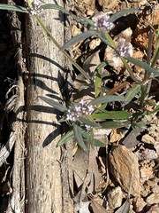 Spermacoce brachystema