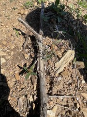 Spermacoce brachystema