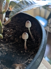 Leucocoprinus ianthinus