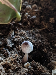 Leucocoprinus ianthinus