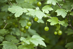 Ribes missouriense
