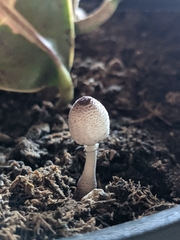 Leucocoprinus ianthinus