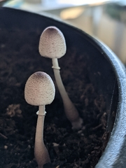 Leucocoprinus ianthinus