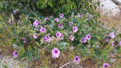 Mirabilis multiflora pubescens