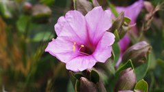 Mirabilis multiflora pubescens