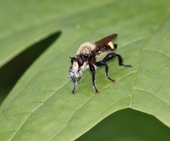 Laphria divisor