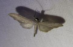 Protoproutia laredoata