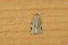 Clepsis spectrana