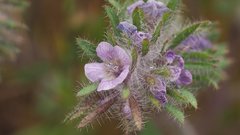Phacelia cryptantha