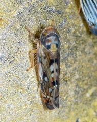 Scaphoideus opalinus