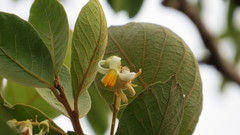 Styrax ferrugineus