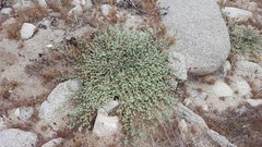 Acmispon argophyllus argophyllus