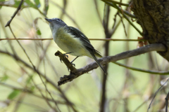 Vireo cassinii
