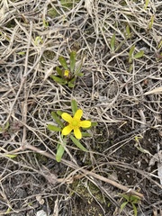 Ranunculus jovis