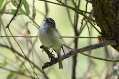 Vireo cassinii
