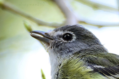Vireo cassinii