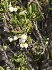 Strumpfia maritima