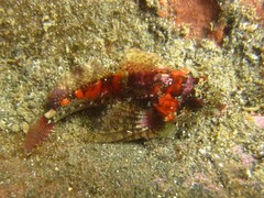 Oligocottus rubellio