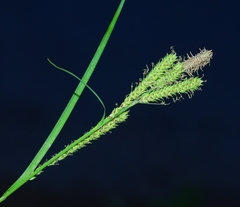 Carex angustata