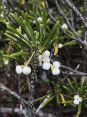 Strumpfia maritima
