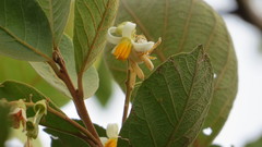 Styrax ferrugineus