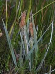 Carex nebrascensis