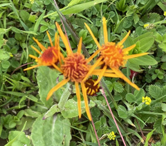 Tephroseris flammea