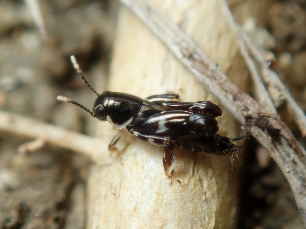 Xya apicicornis
