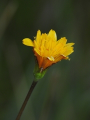 Phalacroseris bolanderi