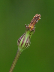 Phalacroseris bolanderi