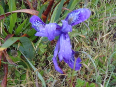 Iris douglasiana