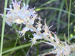 Thelypodium crispum