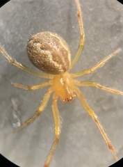 Anelosimus studiosus