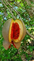 Tabernaemontana donnell-smithii