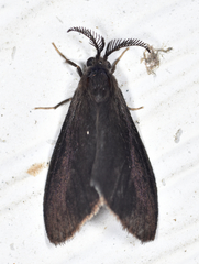 Cryptothelea gloverii