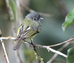 Tolmomyias flavotectus