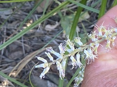 Thelypodium crispum
