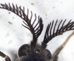 Cryptothelea gloverii