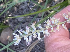 Thelypodium crispum