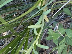 Thelypodium crispum