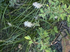 Thelypodium crispum