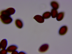 Cortinarius lilacinus