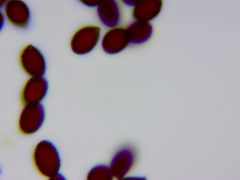 Cortinarius lilacinus