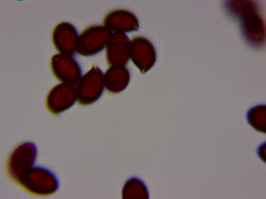 Cortinarius lilacinus