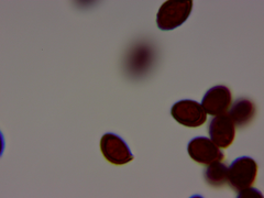 Cortinarius lilacinus