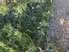 Thelypodium crispum