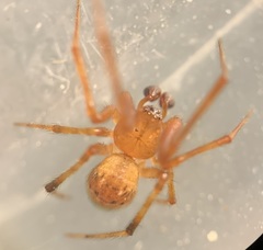 Parasteatoda tabulata